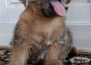 Norfolk Terrier