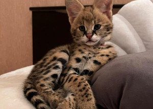 Mačiatka Savannah serval a caracal vo veku 4 týždňov
