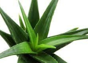 Aloe vera v Bratislave