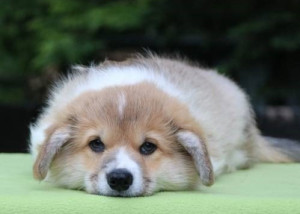 Predám šteniatka welsh corgi pembroke s PP