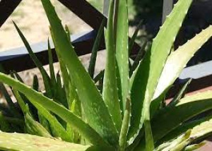 Chcete si kúpiť aloe vera ?