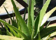 Chcete si kúpiť aloe vera ?