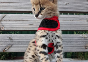 Mačiatka Savannah serval a caracal vo veku 4 týždňov.