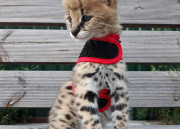 Mačiatka Savannah serval a caracal vo veku 4 týždňov.
