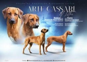 Prodám štěňátka rhodéského ridgebacka