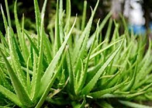 Predaj aloe vera
