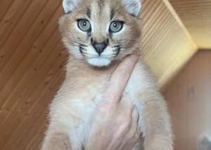 Podstielka Serval a savannah, mačiatka karakal