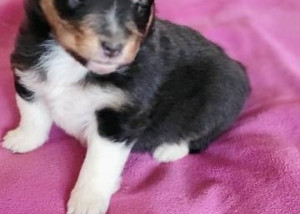 Šeltie - sheltie, pejsci s PP