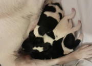 foto4