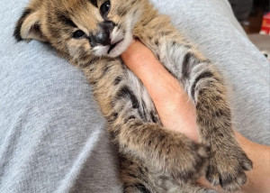 savana s malými mačiatkami karakalov